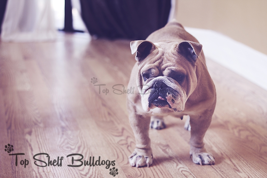 SOPHIE english bulldog wood floor resized TS