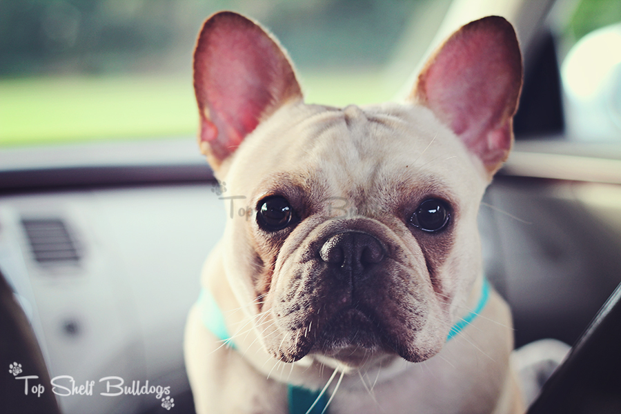 Protected Jenny Chew » Top Shelf Bulldogs