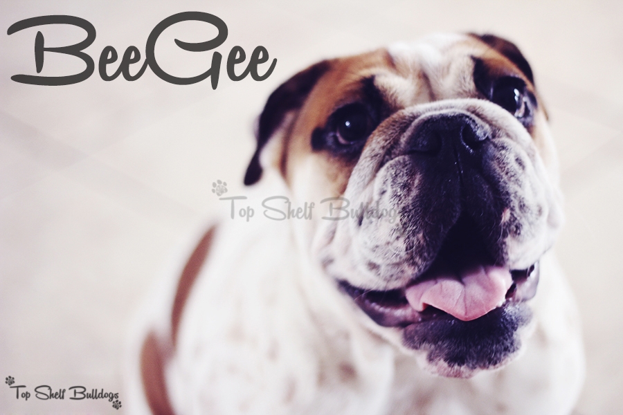 BeeGee Headshot