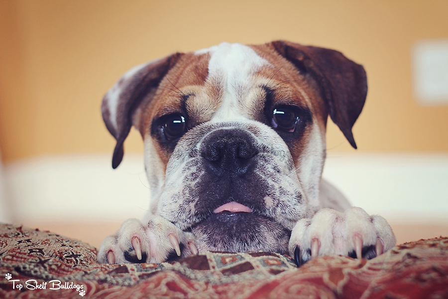 english bulldog puppy sticking out tongue