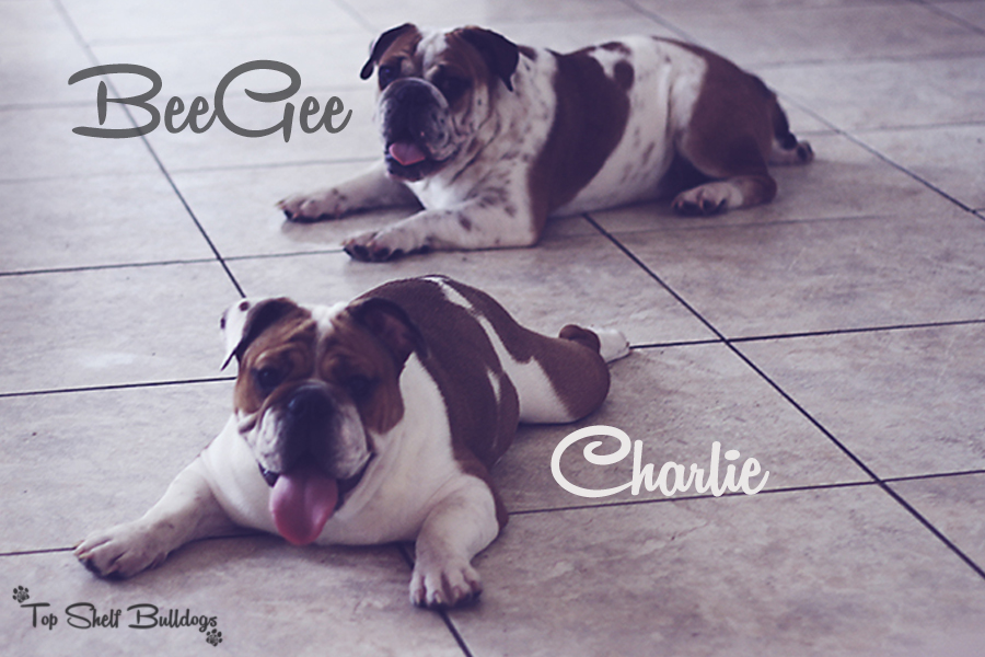 BeeGee and Charlie