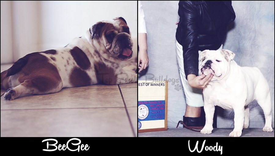 BeeGee and Woody