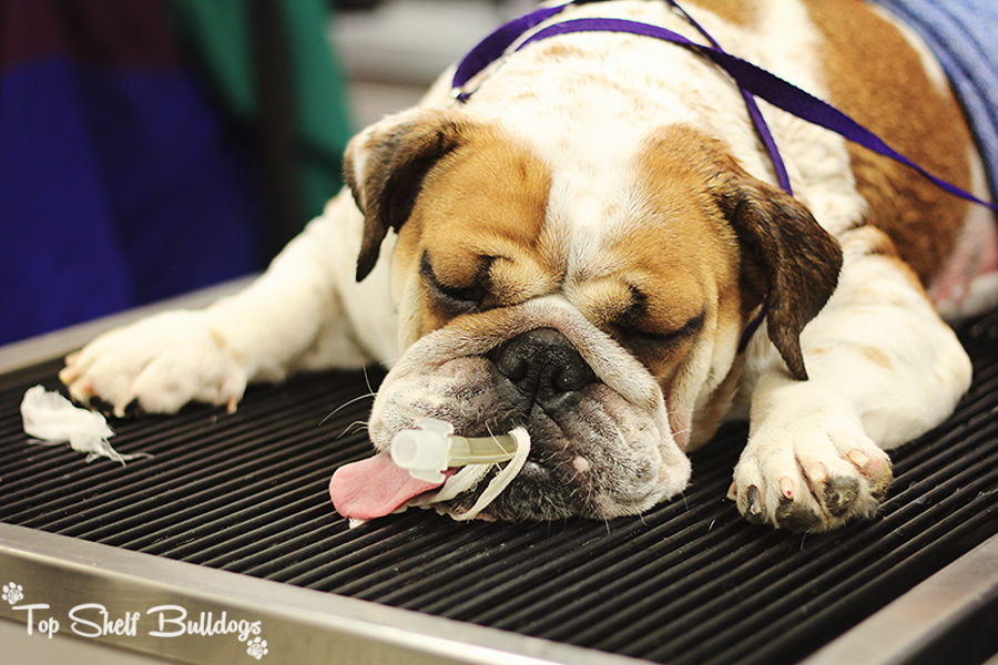 English bulldog in recovery from operation