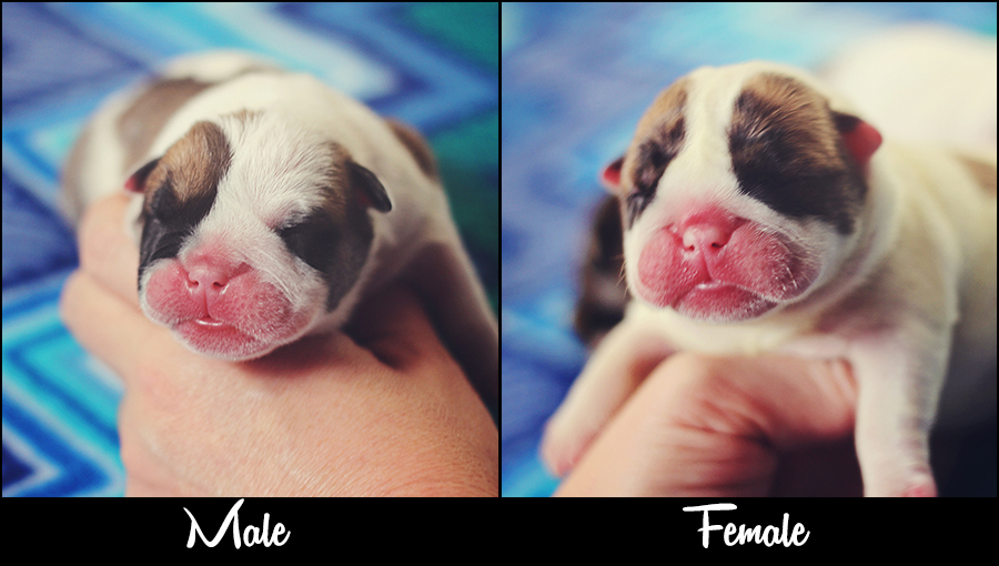english-bulldog-newborn-puppies-side-by-side