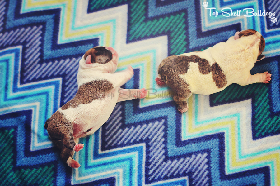 Newborn English bulldog puppies on Blue