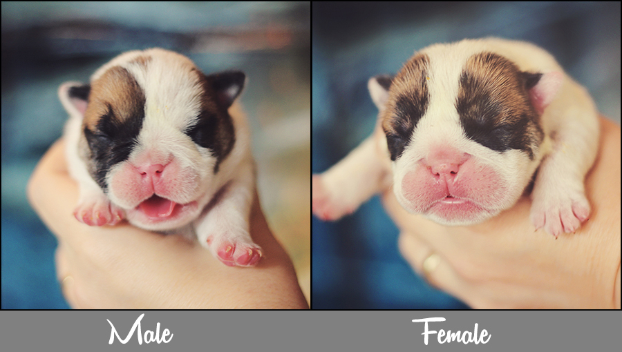 newborn-pups-collage-beegee