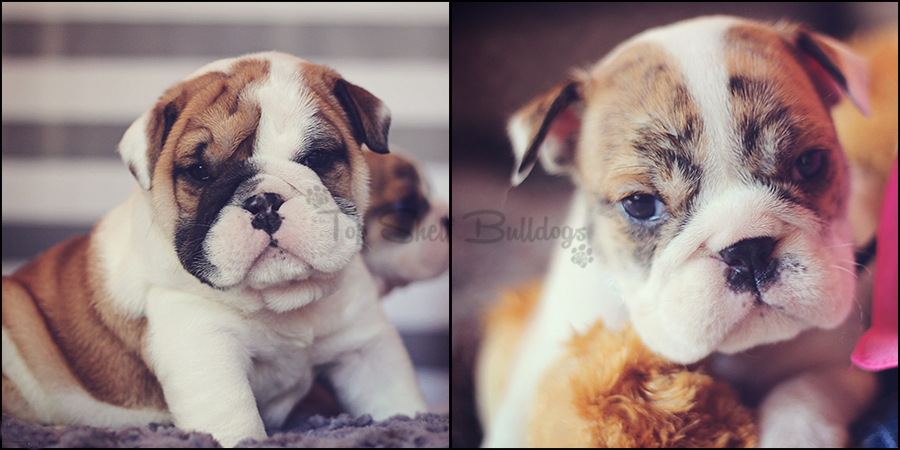 champion sired english bulldog puppies for sale