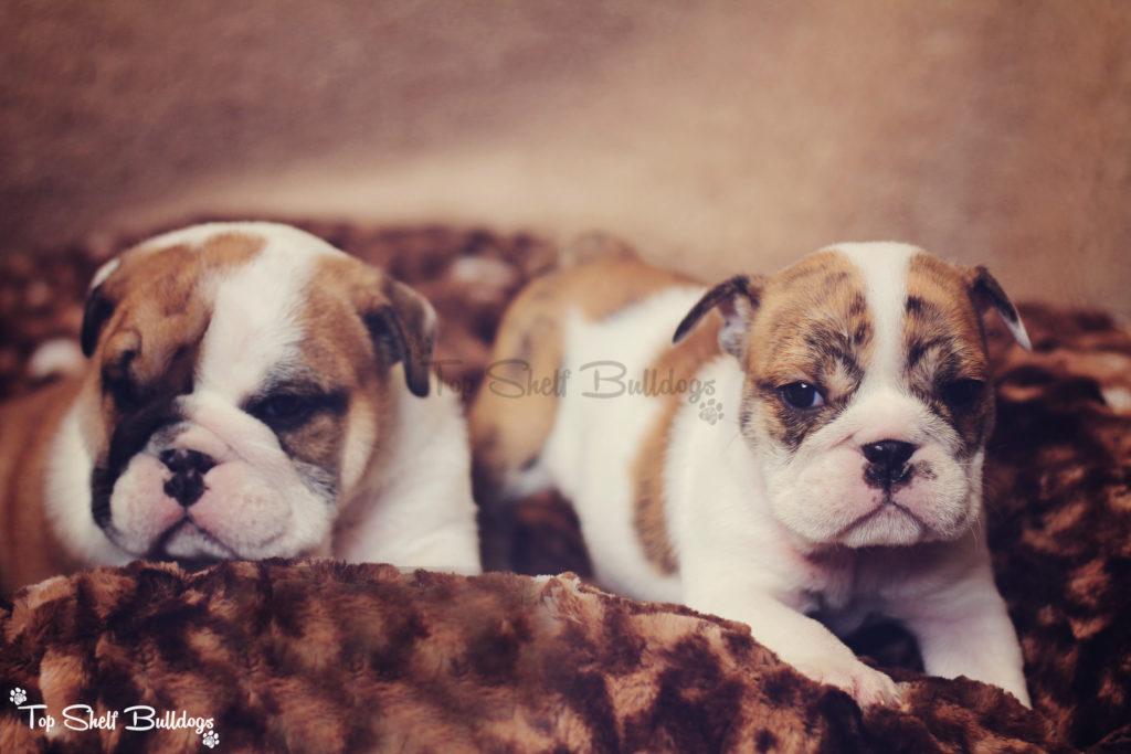akc-english-bulldog-brother-sister