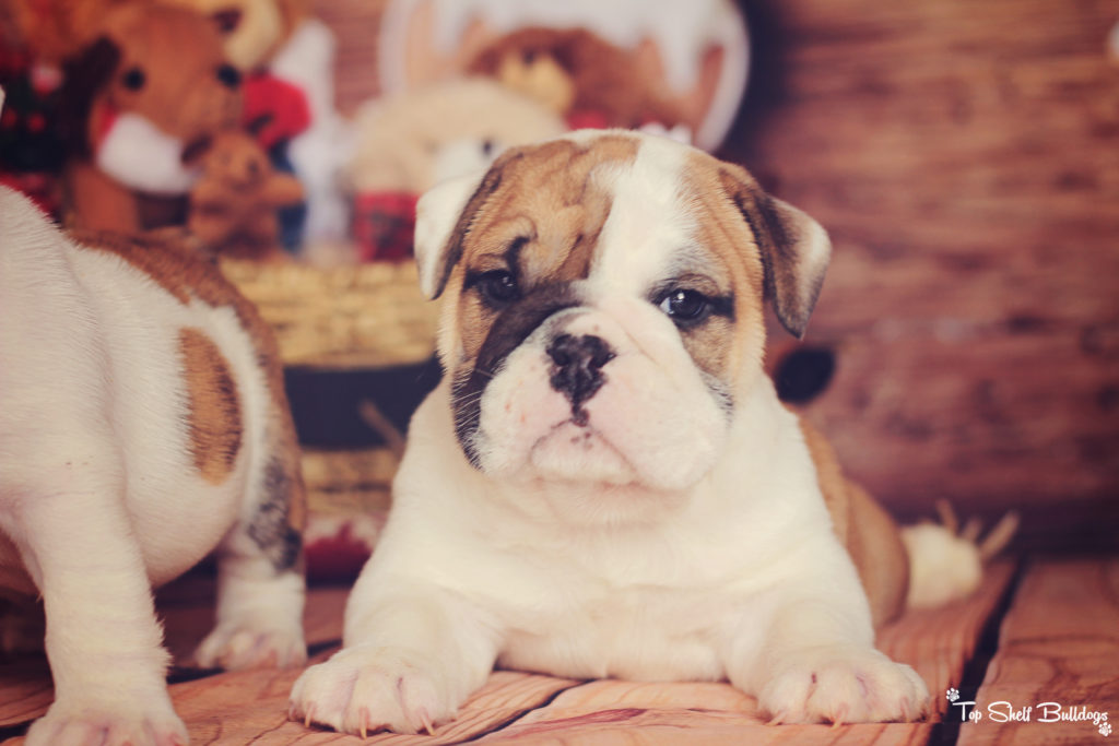 akc-english-bulldog-puppy-ready-december-2016