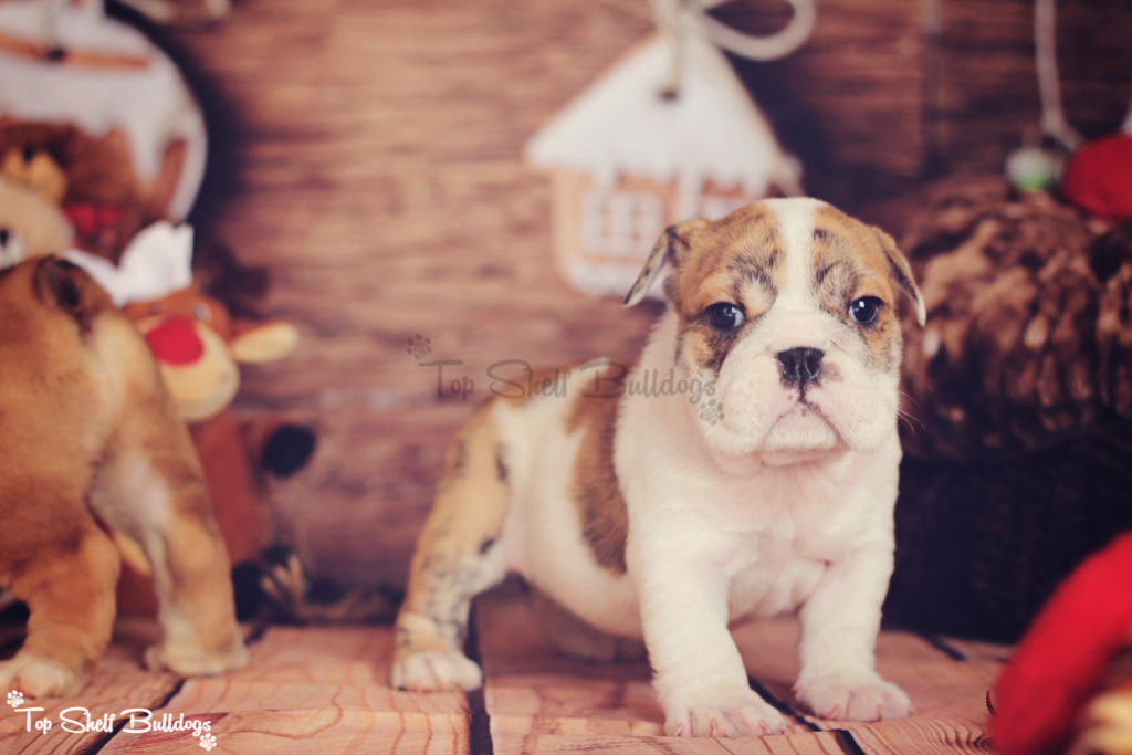 akc-english-bulldog-puppy-christmas-2016-female