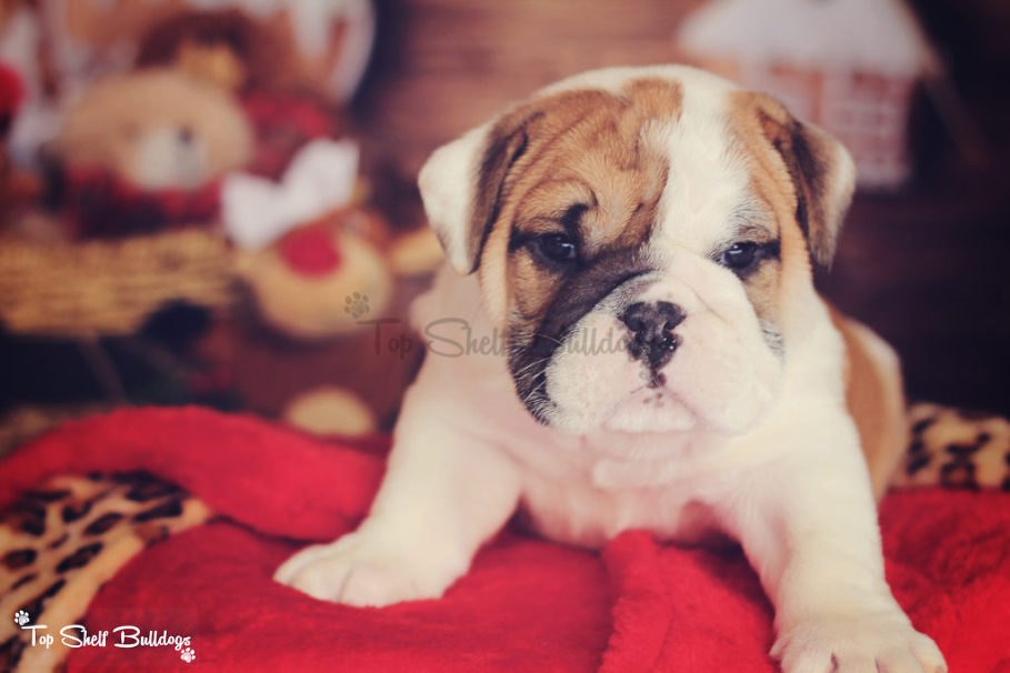 Top Shelf Bulldogs » AKC English Bulldog Puppies & AKC French Bulldog