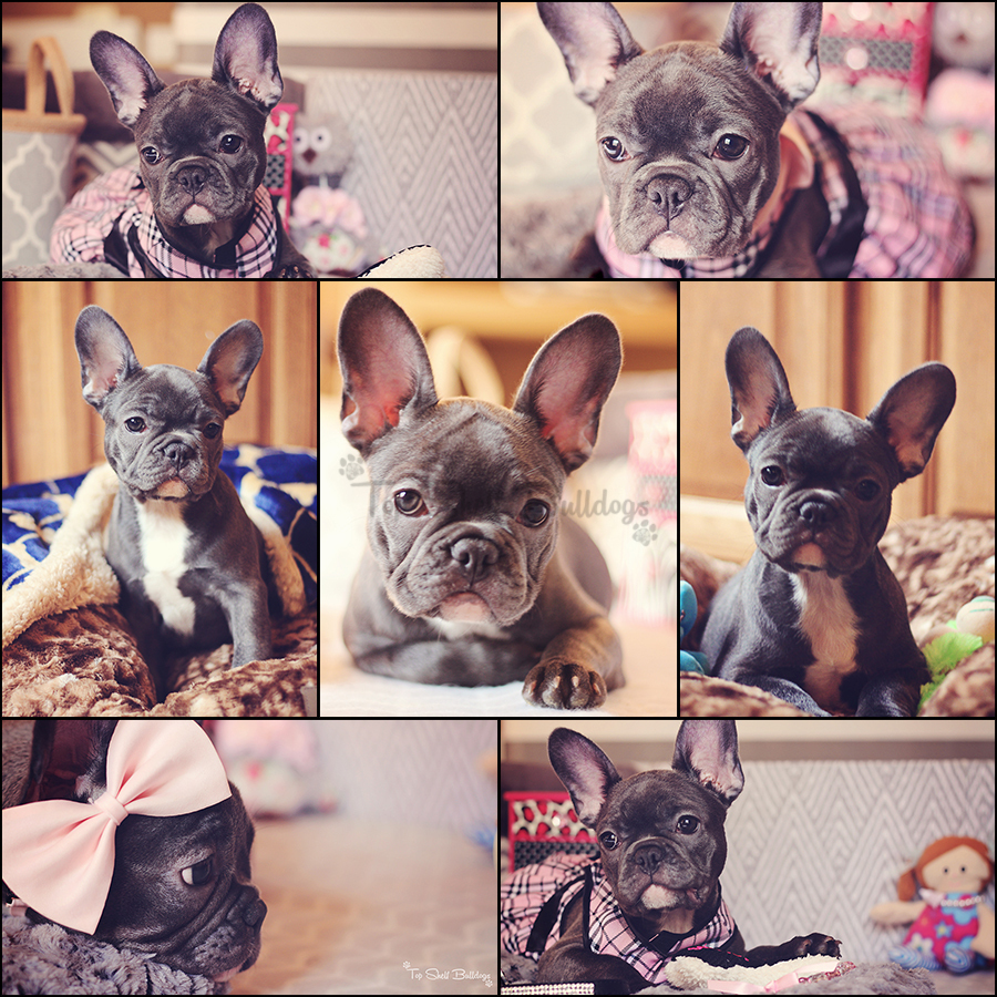 French Bulldog Puppies Tampa / Video Shows Puppy Thieves Break Into Tampa Pet Store Before