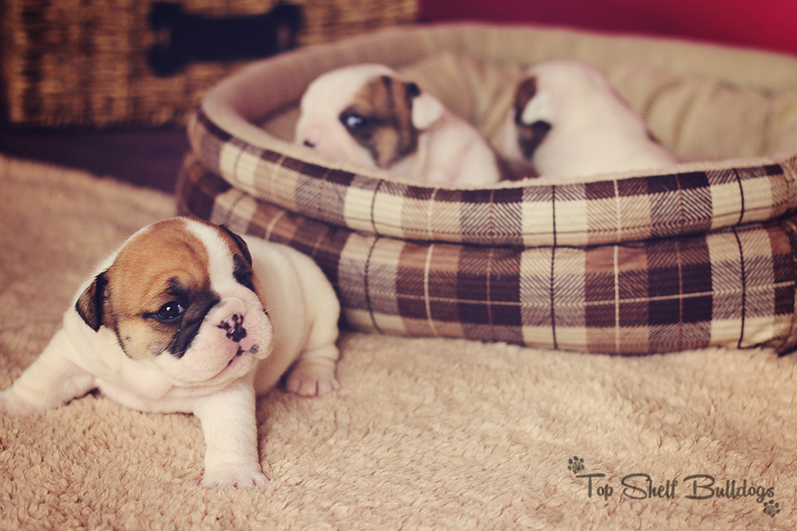 Champion Sired AKC English Bulldog Puppies » Top Shelf Pups