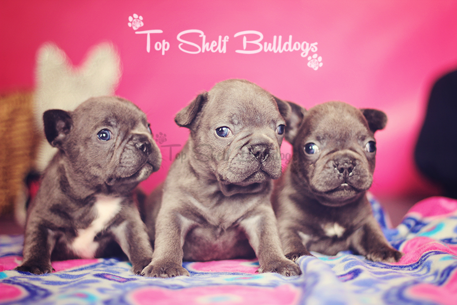 Litter of Blue french bulldog puppies