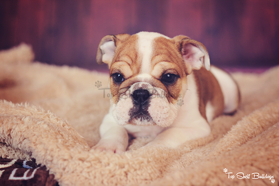 Max ***SOLD*** Kevin » Top Shelf Bulldogs