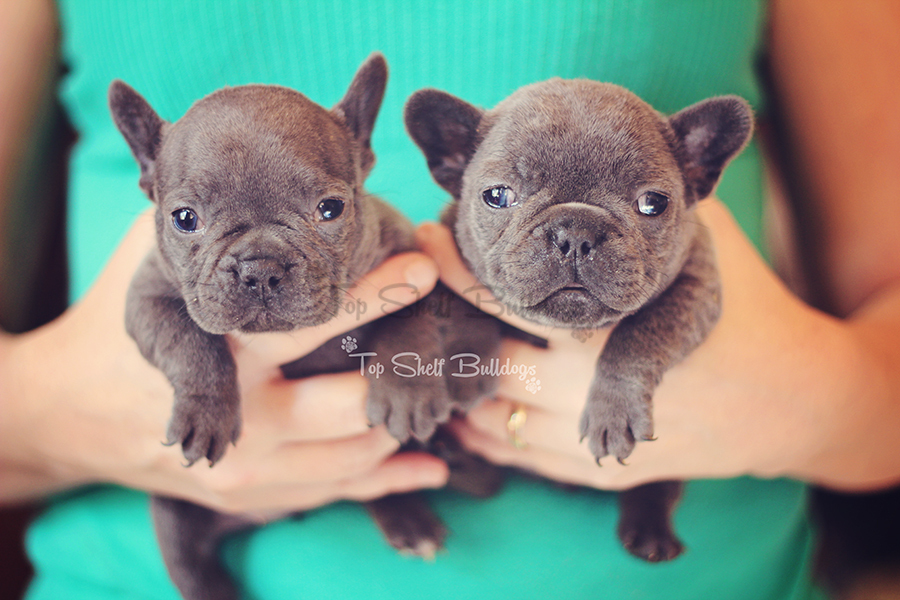 Bali ***SOLD*** » Top Shelf Bulldogs