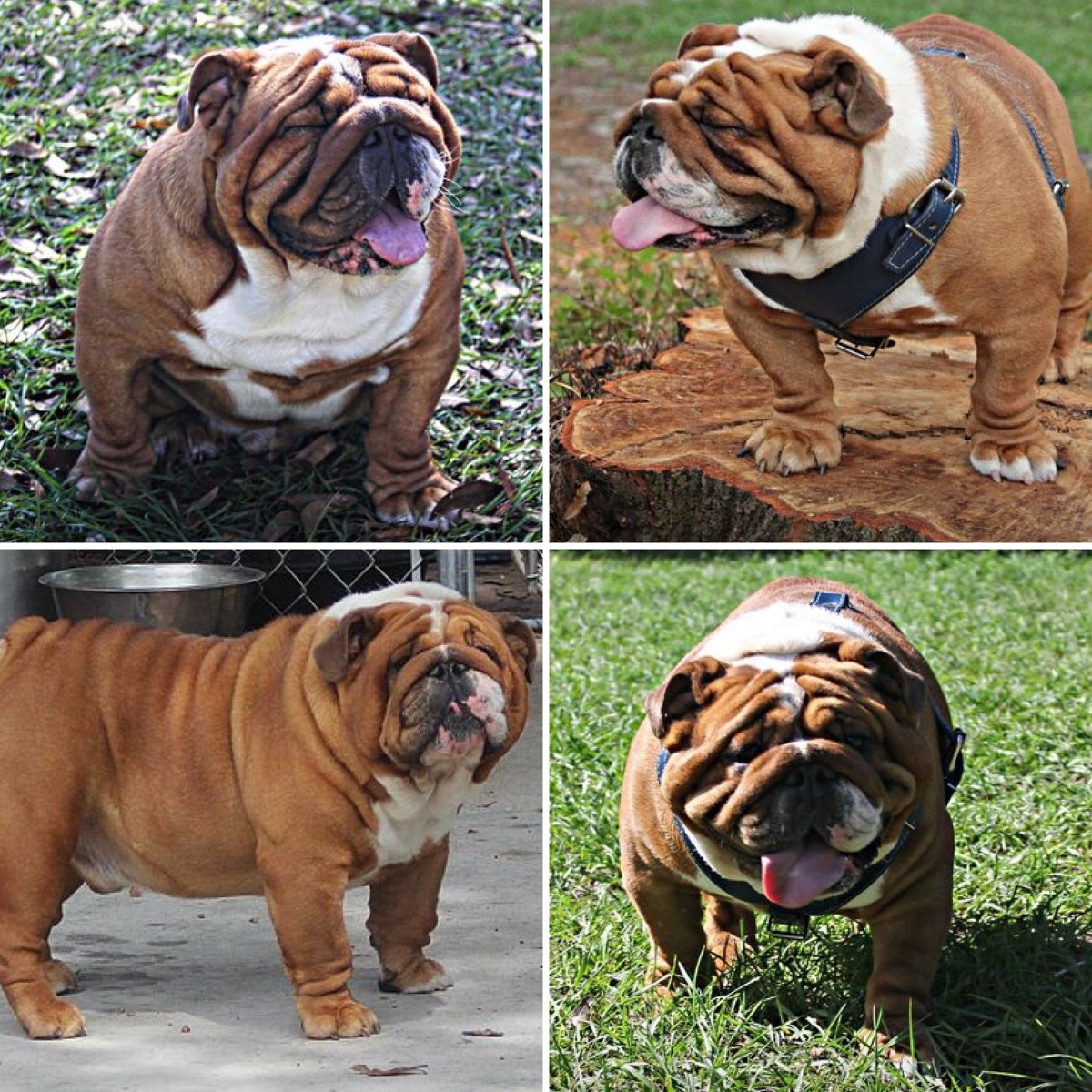 Niklaus » Top Shelf Pups