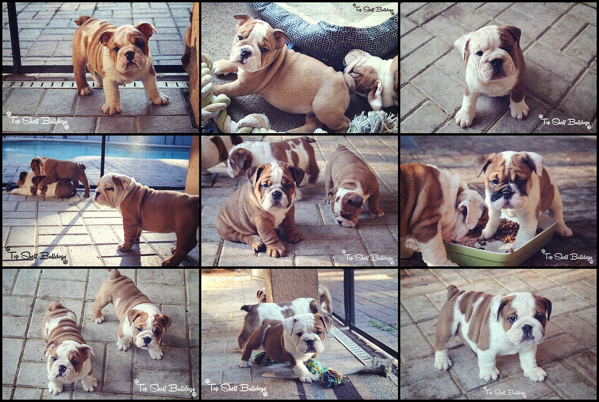 AKC English Bulldog Puppies Male & Female Tampa, FL » Top Shelf Pups