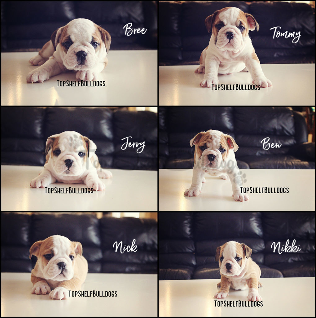 Top Shelf Bulldogs Akc English Bulldog Puppies Akc French Bulldog Puppies For Sale In Tampa Florida Page 2