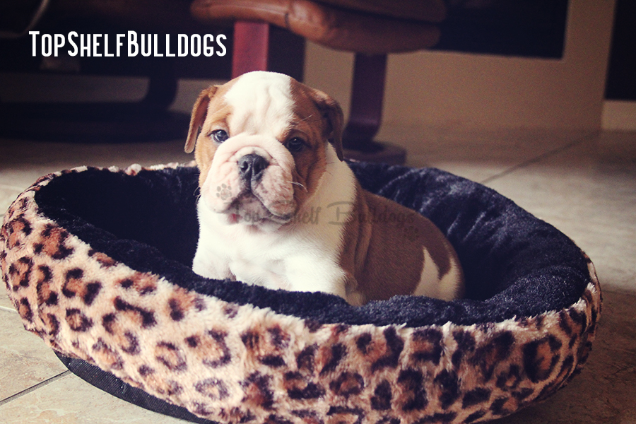 Jay RESERVED » Top Shelf Bulldogs