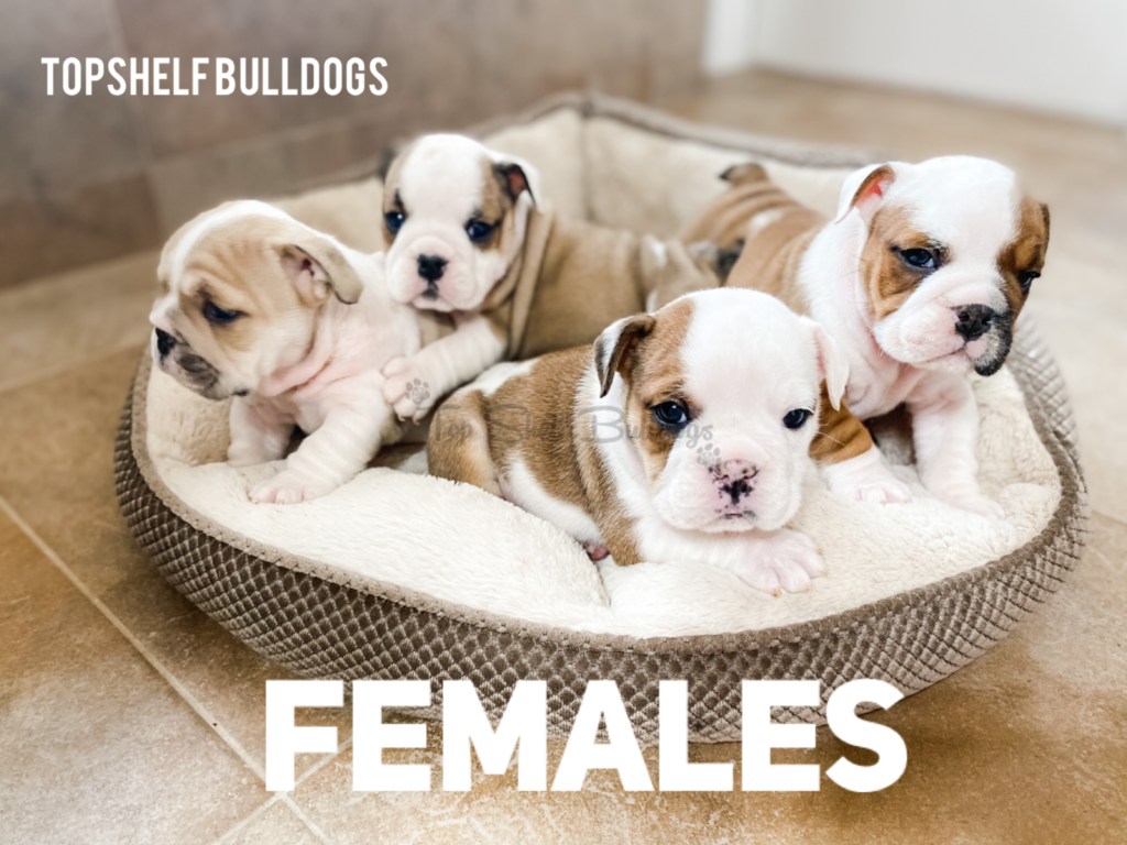 Traktor Dømme personlighed English Bulldog Puppies 2021 » Top Shelf Bulldogs